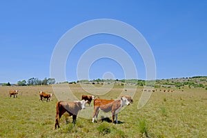 Nice herd of free range cows cattle on pasture, Uruguay