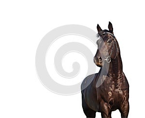 Nice horse black isolated on white