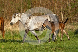 Nice horse family on the pasture