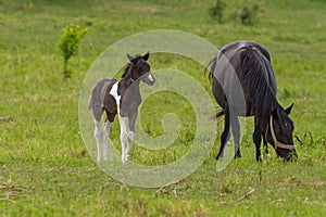 Nice horse family on the pasture