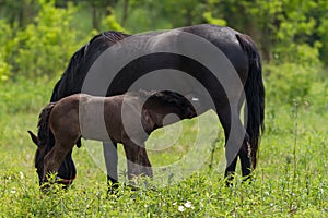 Nice horse family on the pasture