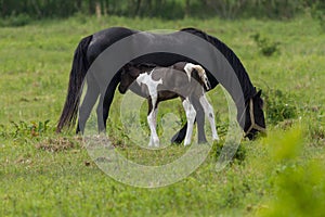 Nice horse family on the pasture