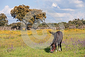 Nice horse grazing