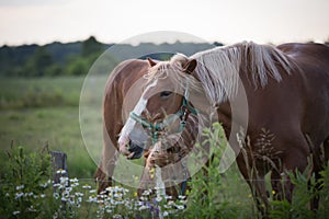 Nice horse in QuÃ©bec,Canada