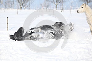Nice horse rolling in the snow