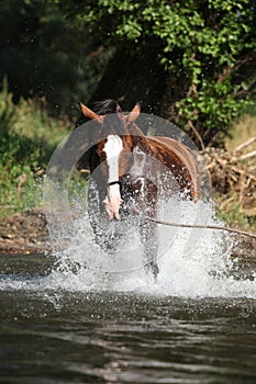 Nice horse with rope halter playing in the water