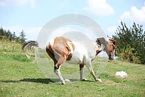 Nice horse running on pasturage