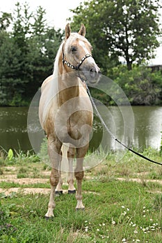 Nice horse standing in front of nature background