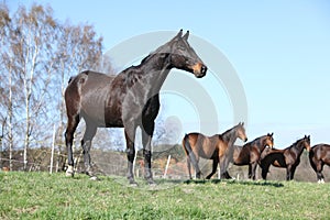 Nice horse standing on pasturage with other horses in background