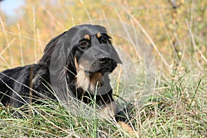 Nice hovawart lying in the grass