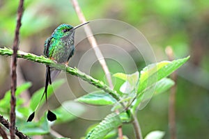 Nice hummingbird with forked tail, Booted Racket-tail