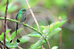 Nice hummingbird with forked tail, Booted Racket-tail photo