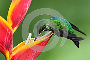 Nice hummingbird Green-crowned Brilliant, Heliodoxa jacula, with beautiful red flower. Bird sucking nectar. Wildlife scene from na