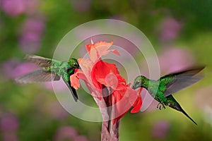 Nice hummingbird Green-crowned Brilliant , Heliodoxa jacula, flying next to beautiful orange flower with ping flowers in the