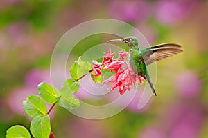 Nice hummingbird Green-crowned Brilliant , Heliodoxa jacula, flying next to beautiful orange flower with ping flowers in the