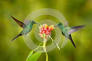 Nice hummingbird Green-crowned Brilliant , Heliodoxa jacula, flying next to beautiful pink flower with ping flowers in the