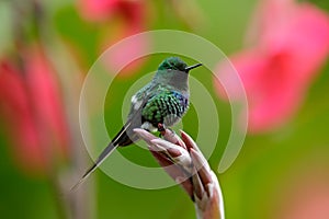 Nice hummingbird Green Thorntail (Discosura conversii) with blurred pink and red flowers, La Paz, Costa Rica