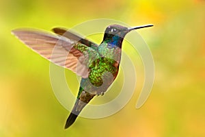 Nice hummingbird, Magnificent Hummingbird, Eugenes fulgens, flying next to beautiful yellow flower with flowers in the