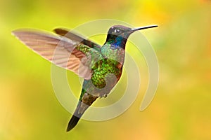 Nice hummingbird, Magnificent Hummingbird, Eugenes fulgens, flying next to beautiful yellow flower with flowers in the photo