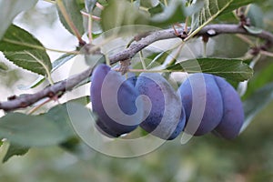 Nice image of a bunch of plums