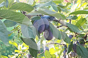Nice image of a bunch of plums