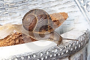 Nice image of a snail in a empty fountain without water