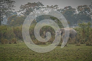 Nice indian elephant in the nature habitat of Kaziranga national park photo