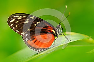 Nice insect from Costa Rica in the green forest. Butterfly sitting on the leave from Panama. Butterfly with ping flower. Wildlife