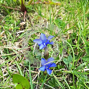 Nice intense blue color of two wild flowers