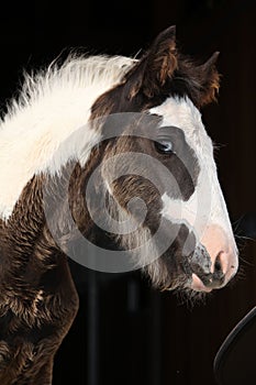 Nice irish cob foal on black background