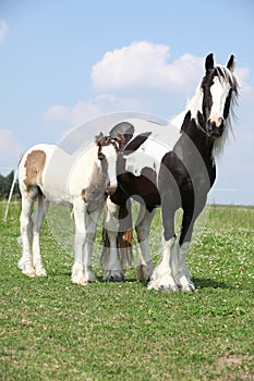 Nice irish cob mare with foal