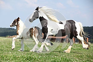 Nice irish cob mare with foal on pasturage