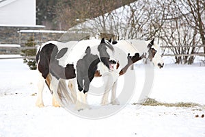 Nice irish cob mares in winter