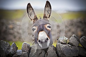 Nice Irish Donkey Behind A Stone Wall