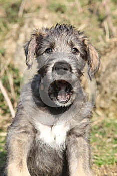 Nice Irish Wolfhound puppy looking at you