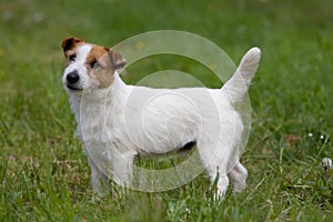 Nice Jack Russel Terrier