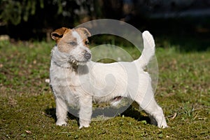 Nice Jack Russel Terrier