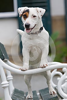 Nice Jack Russel Terrier