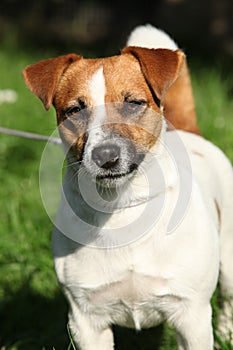 Nice Jack Russel terrier looking at you