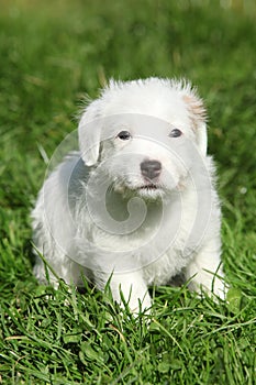 Nice jack russell terrier puppy sitting