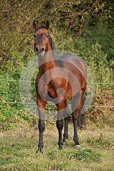 Nice kabardin horse in autumn