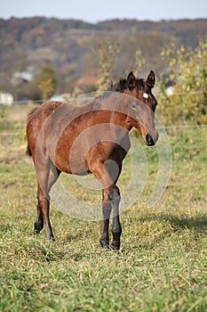 Nice kabardin horse foal in autumn
