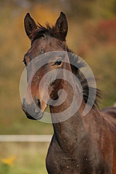 Nice kabardin horse foal in autumn