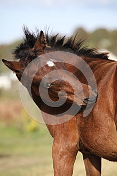 Nice kabardin horse foal in autumn