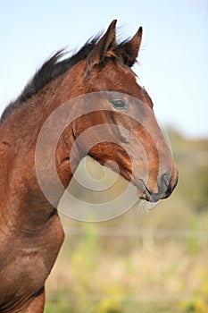 Nice kabardin horse foal in autumn