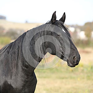 Nice kabardin horse with long mane in autumn