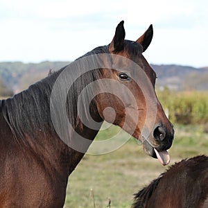 Nice kabardin horse showing its tongue