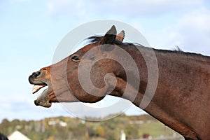 Nice kabardin horse yawning