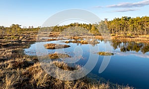 Nice landscape with evening and sunset over the bog lake, crystal clear lake and peat island in the lake and bog vegetation, bog