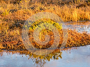 Nice landscape with evening and sunset over the bog lake, crystal clear lake and peat island in the lake and bog vegetation, bog